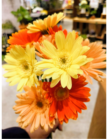 ガーベラフェア開催中！！