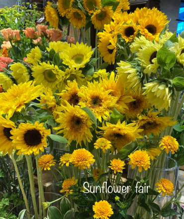 🌻ひまわりフェア開催中🌻